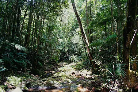 Paluma Range tropical rainforest, clearing with forest stream