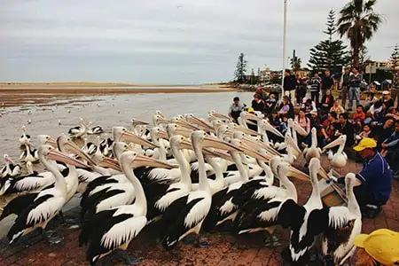 A pod of pelicans waiting to be fed at The Entrance, a small beach town near Newcastle.