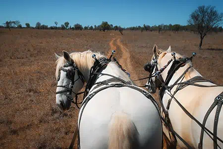 Exploring Charters Towers on horse and wagon