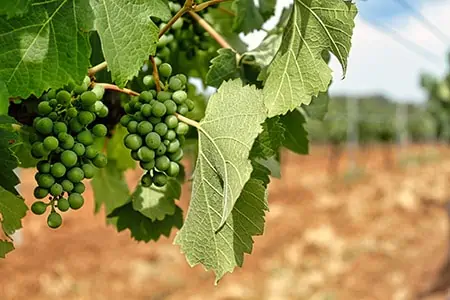 Green grapes growing on the vine, Hunter Valley