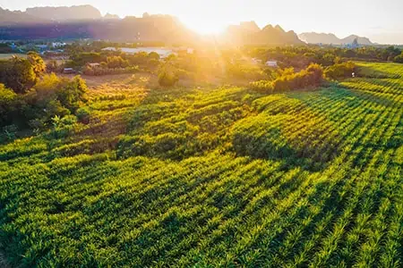 Sunrise over sugarcane fields near Townsville, Queensland